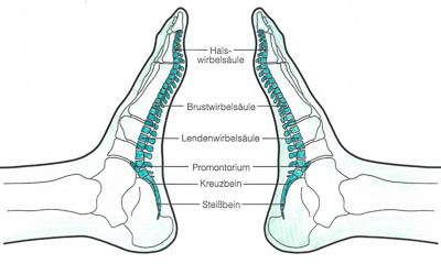 fussreflex